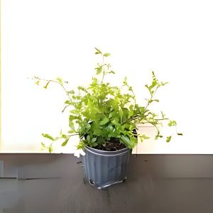 PLUMBAGO AURICULATA ALBA