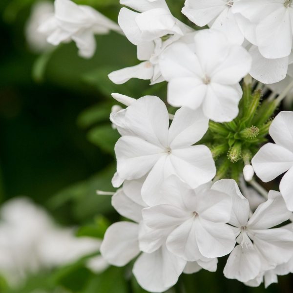 PLUMBAGO AURICULATA ALBA - Image 4