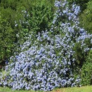 PLUMBAGO AURICULATA