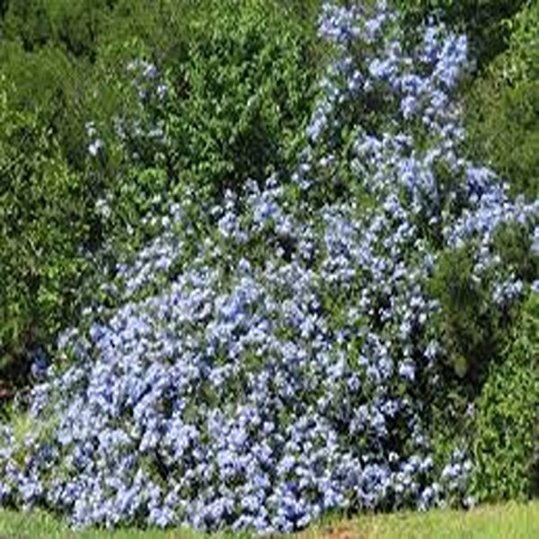 PLUMBAGO AURICULATA - Image 2