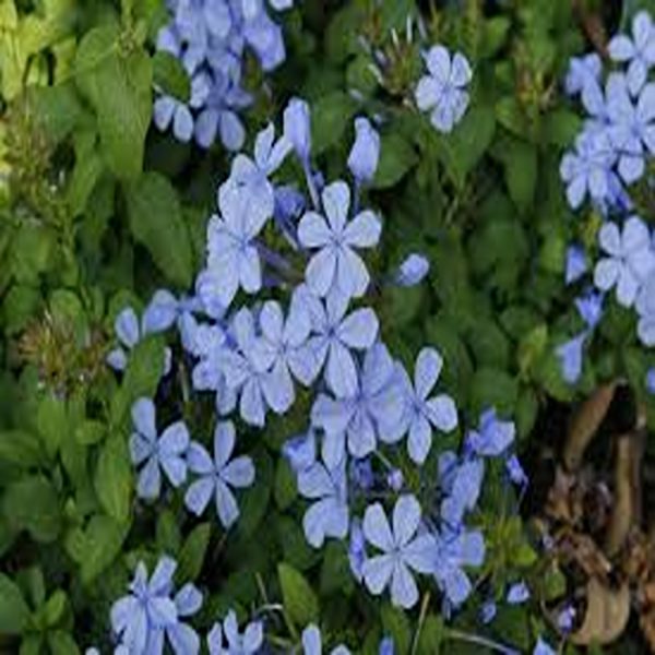 PLUMBAGO AURICULATA - Image 3
