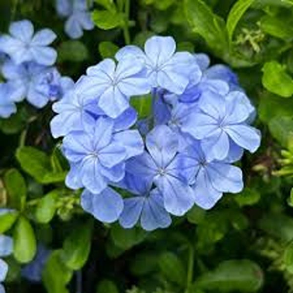 PLUMBAGO AURICULATA - Image 4