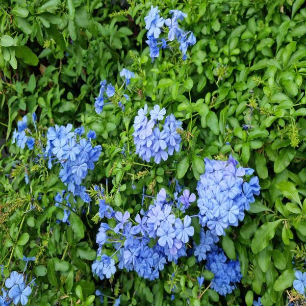 PLUMBAGO CAPENSIS - Image 4