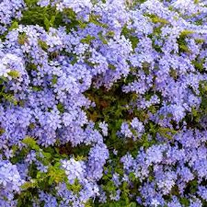 PLUMBAGO CAPENSIS