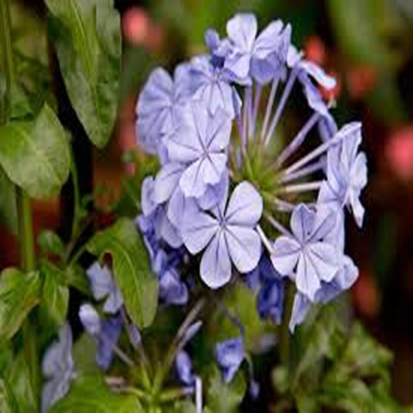 PLUMBAGO CAPENSIS - Image 3