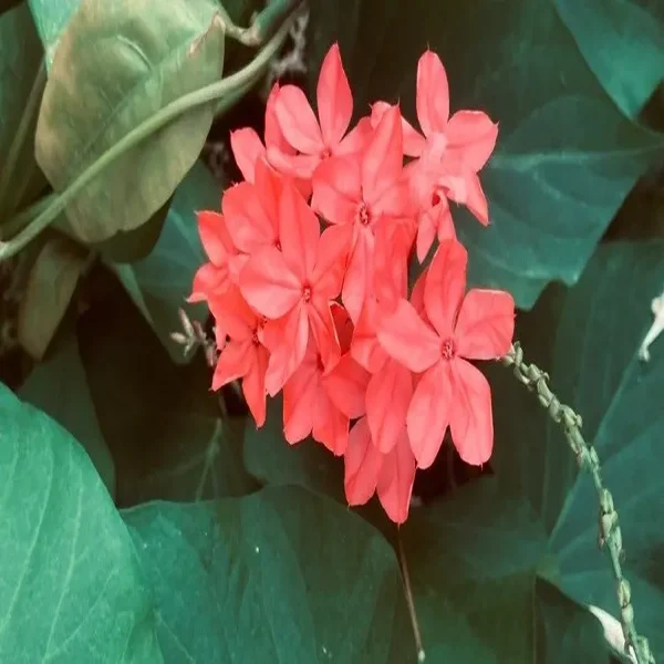 PLUMBAGO INDICA COCCINEA - Image 5