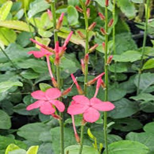 PLUMBAGO INDICA COCCINEA