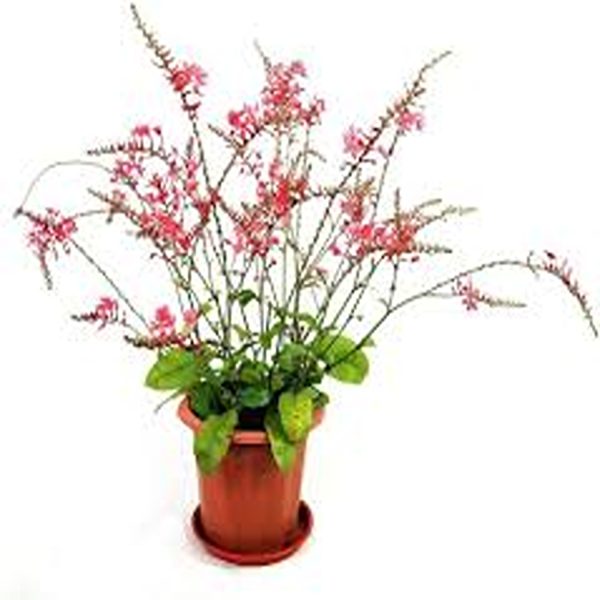 PLUMBAGO INDICA COCCINEA - Image 3