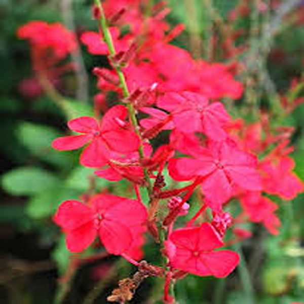 PLUMBAGO INDICA COCCINEA - Image 4
