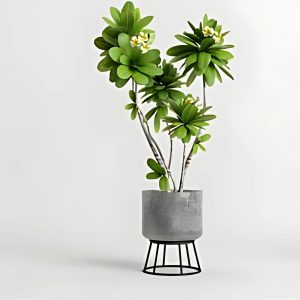 PLUMERIA ACUTIFOLIA