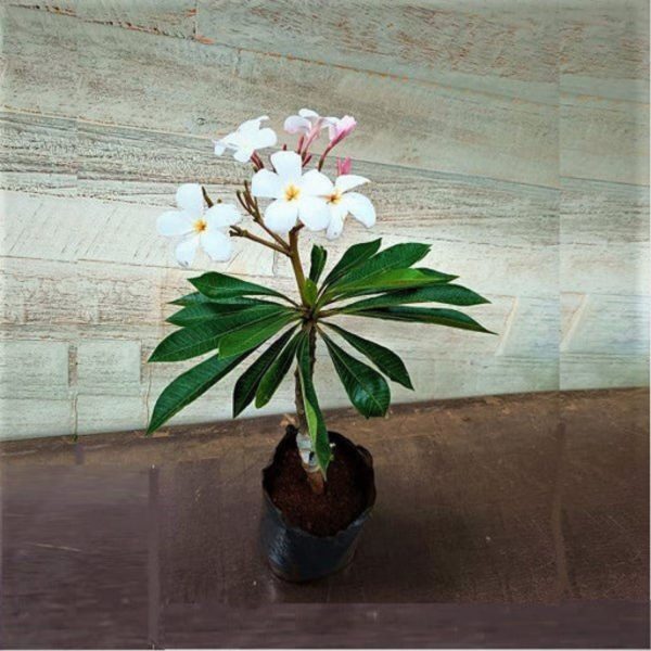 PLUMERIA ALBA