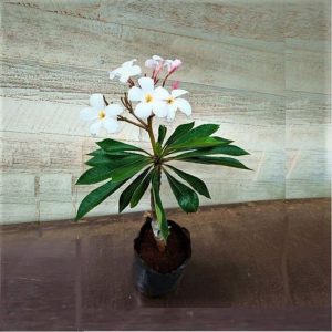 PLUMERIA PUDICA