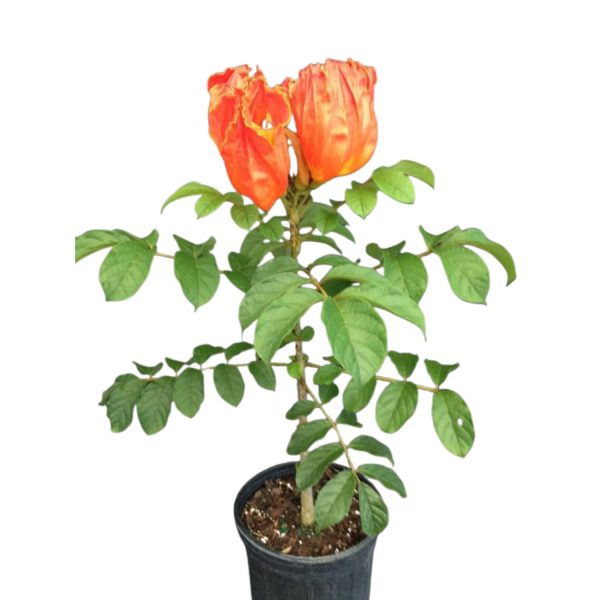 SPATHODEA CAMPANULATA
