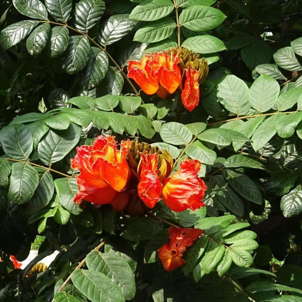 SPATHODEA CAMPANULATA - Image 3