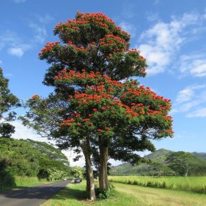 SPATHODEA CAMPANULATA