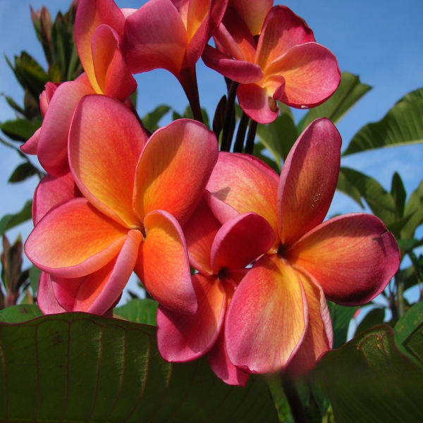PLUMERIA ROSEA - Image 5