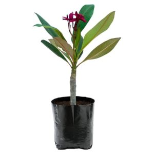 PLUMERIA ROSEA