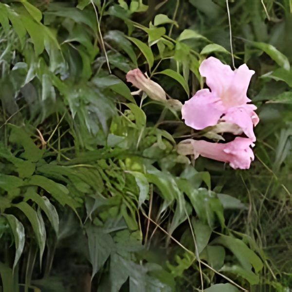 PODRANEA RICA. - Image 4