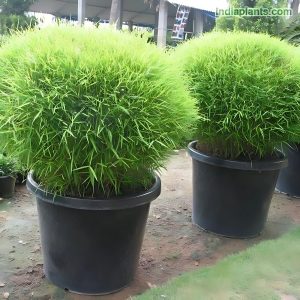 POGONATHERUM PANICEUM