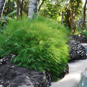 POGONATHERUM PANICEUM