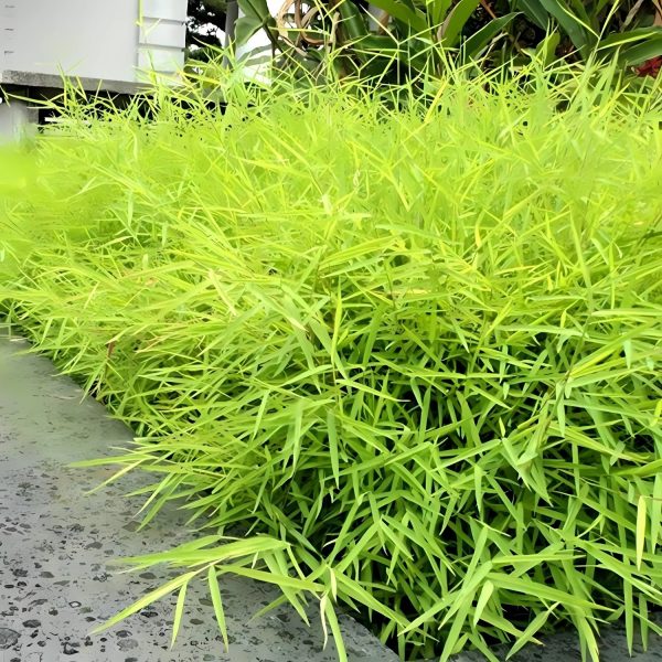 POGONATHERUM PANICEUM - Image 4
