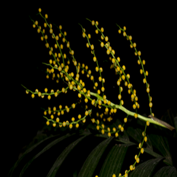POGONOPUS EXSERTUS - Image 2