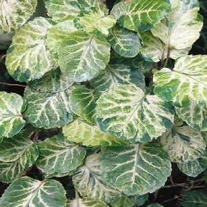 POLYSCIAS BALFOURIANA ALBICANS