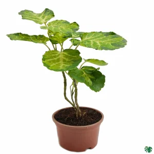 POLYSCIAS BALFOURIANA ALBICANS