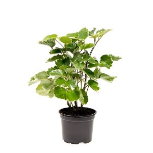 POLYSCIAS BALFOURIANA LANCASTERI