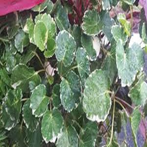 POLYSCIAS BALFOURIANA LANCASTERI