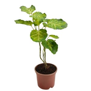 POLYSCIAS BALFOURIANA PENNOCKII