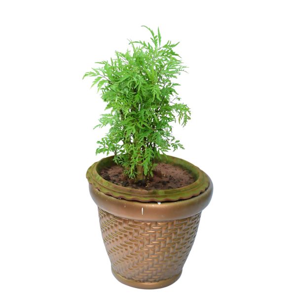 POLYSCIAS FILICIFOLIA