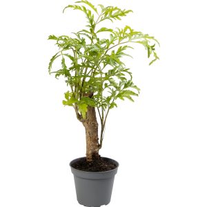 POLYSCIAS FRUTICOSA