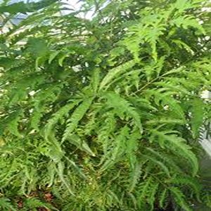 POLYSCIAS FILICIFOLIA