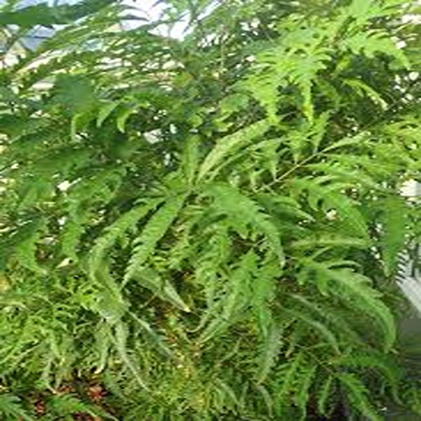 POLYSCIAS FILICIFOLIA - Image 2