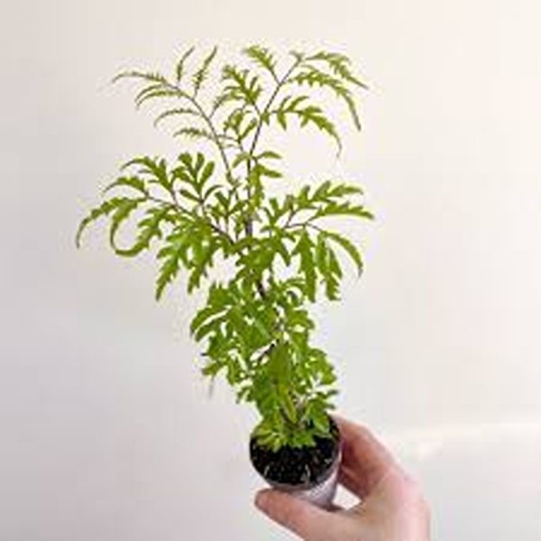 POLYSCIAS FILICIFOLIA - Image 3