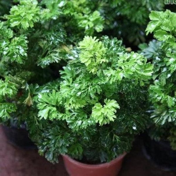 POLYSCIAS FRUTICOSA COMPACTA - Image 2