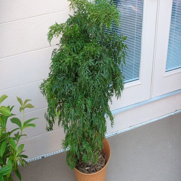 POLYSCIAS FRUTICOSA COMPACTA - Image 3