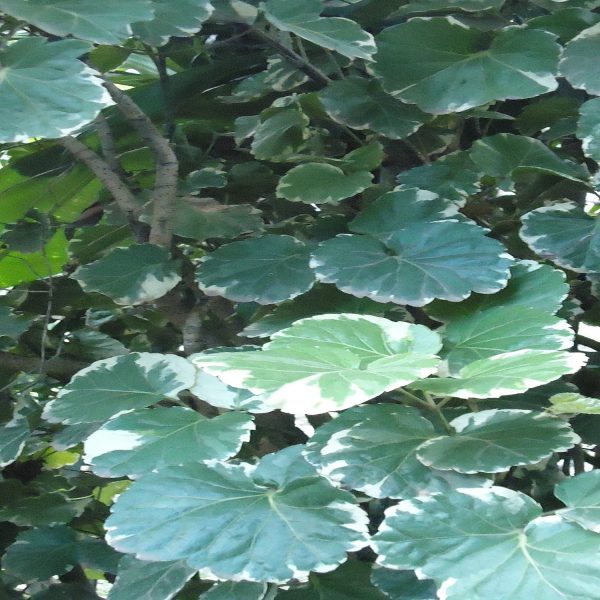 POLYSCIAS GUILFOYLEI - Image 3
