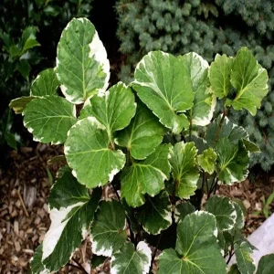 POLYSCIAS PANICULATA ALIPORENSIS