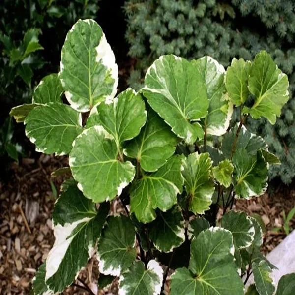POLYSCIAS PANICULATA ALIPORENSIS - Image 2
