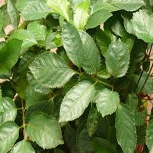 POLYSCIAS PANICULATA SHARMA