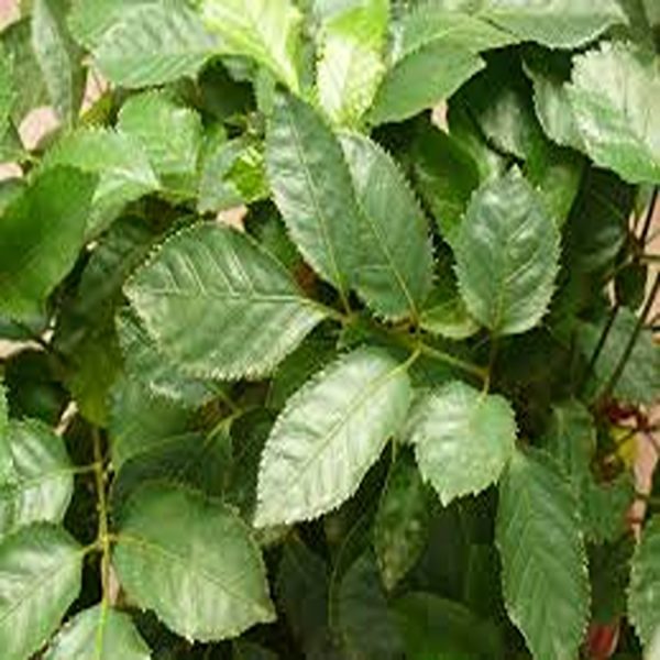 POLYSCIAS PANICULATA SHARMA - Image 2
