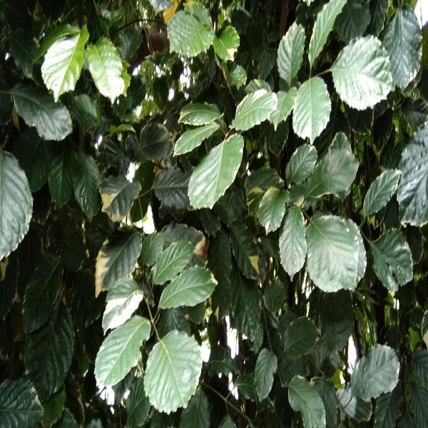 POLYSCIAS PANICULATA SHARMA - Image 3