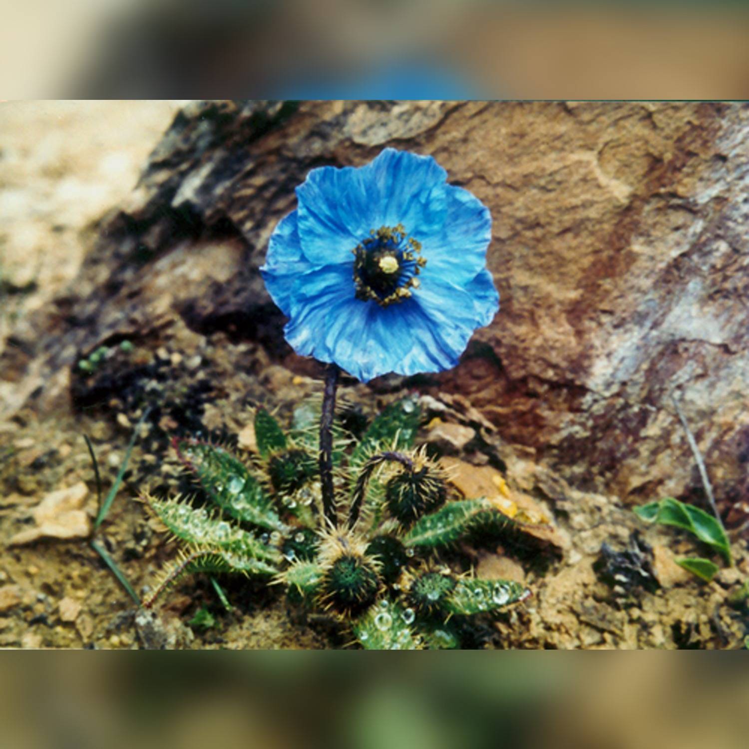 POPPY SPP. - Image 5
