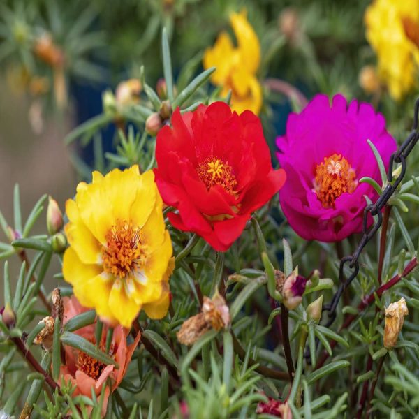 PORTULACA SPP. - Image 4