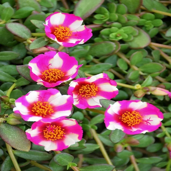 PORTULACA SPP. - Image 3