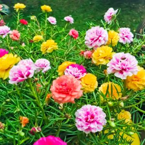 PORTULACA SPP.