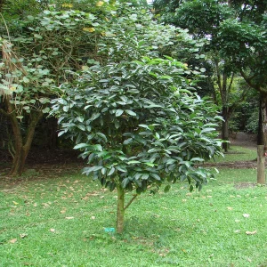 POSOQUERIA LATIFOLIA