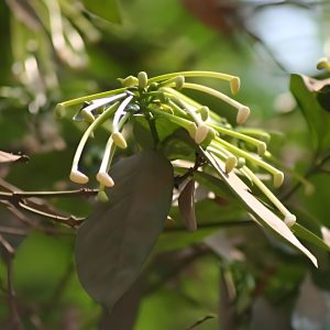 POSOQUERIA LATIFOLIA